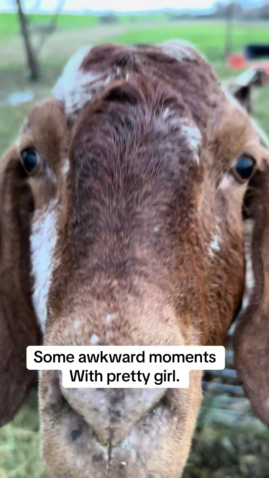@Riverraisedboergoats
