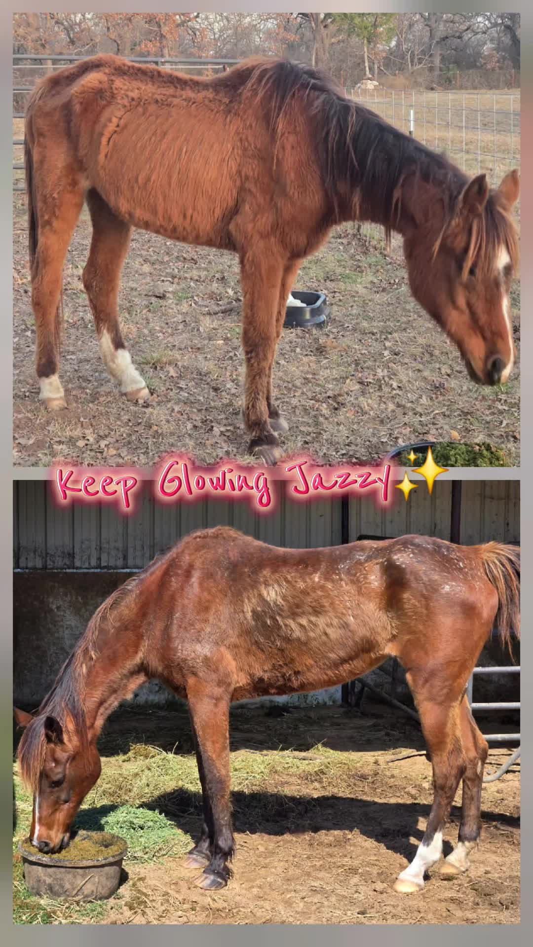 @Fonzy's Farm Rehab & Sanctuary