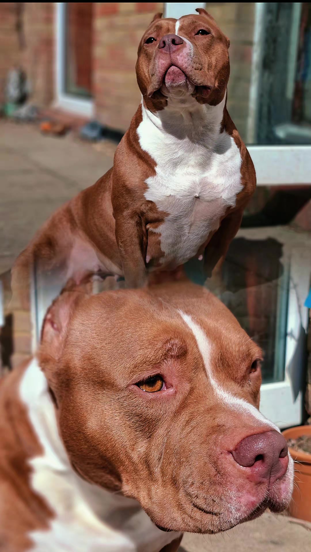 @🐾BULLY💗MOM🐾