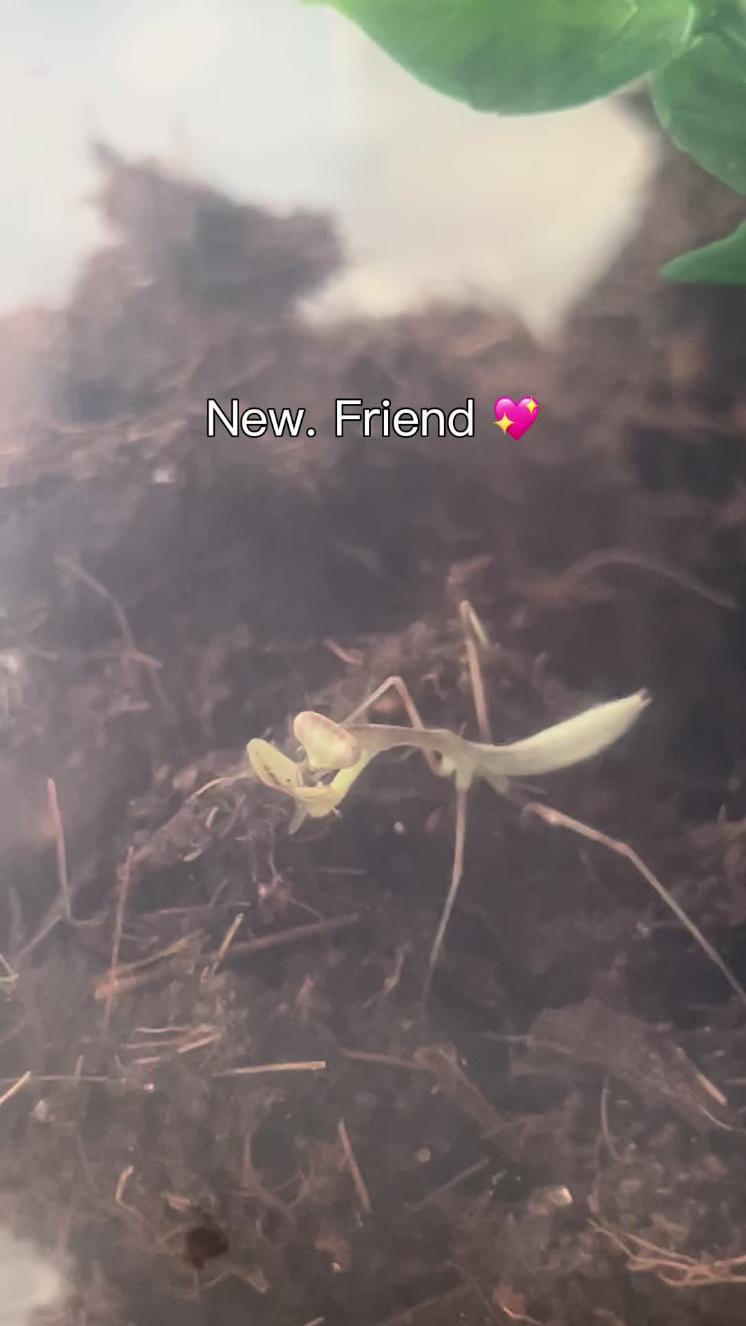 @plantparenthood93🪴🌿
