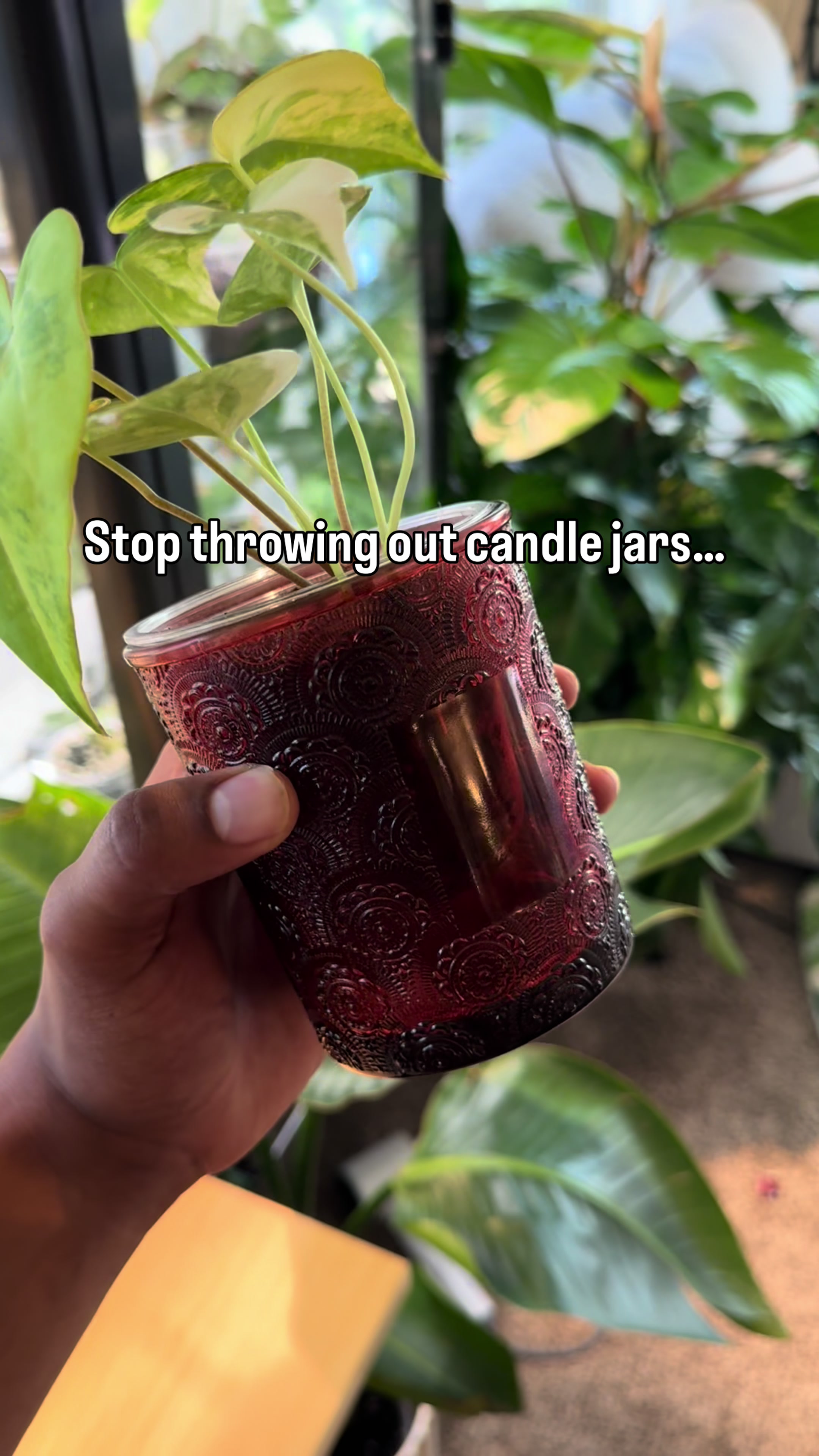 @RarePlantNinja
