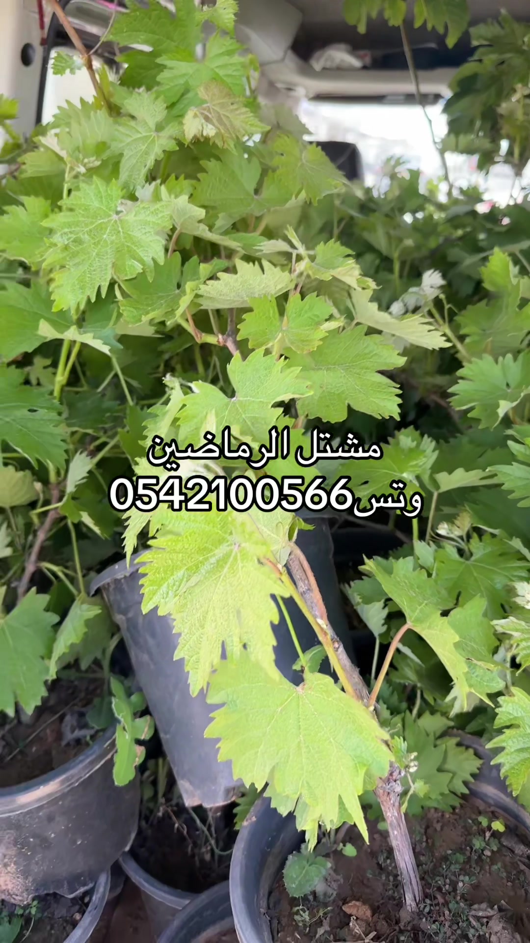 @مشتل الرماضين 0542100566