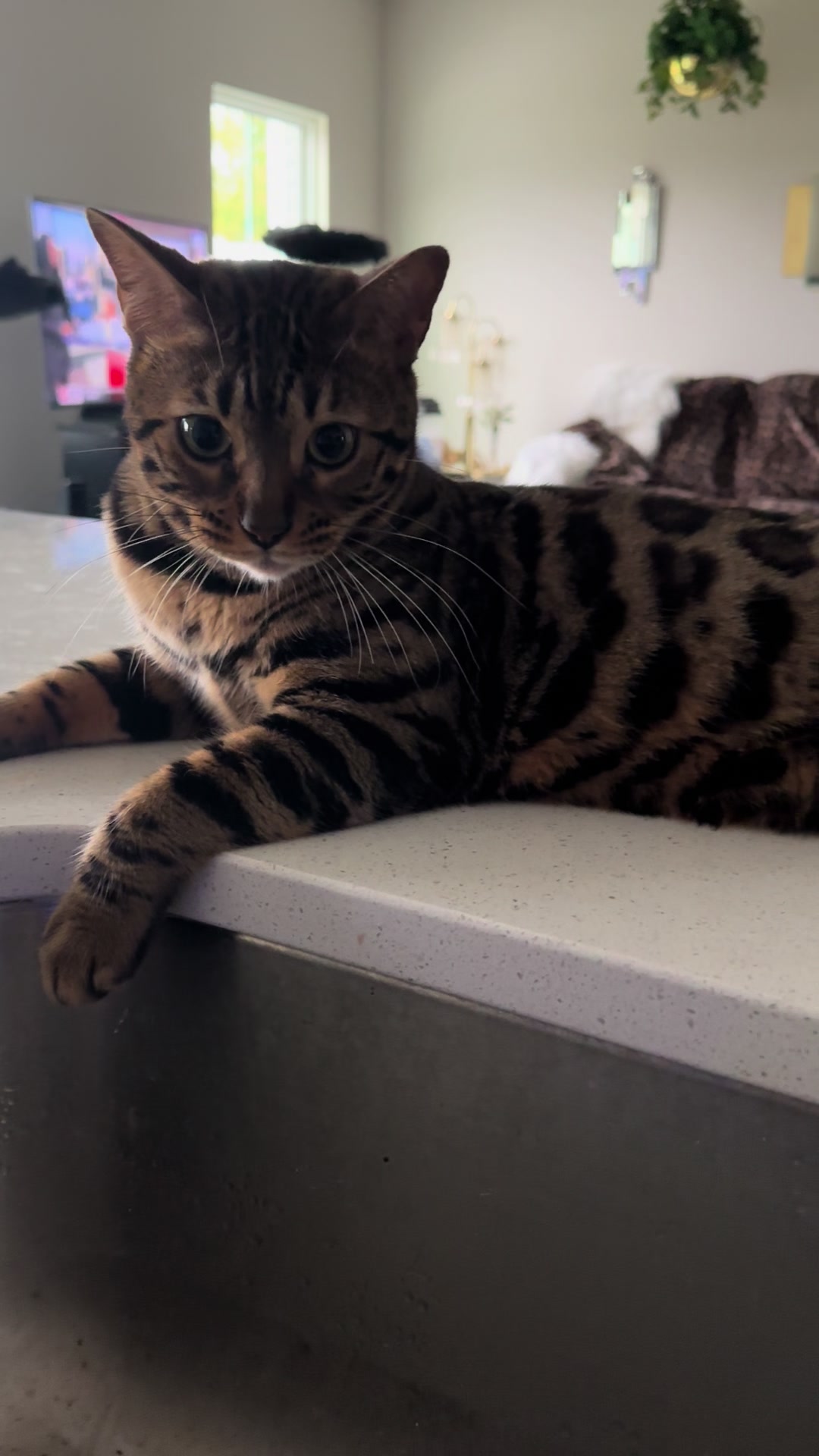 @Tiny Leopard Cats