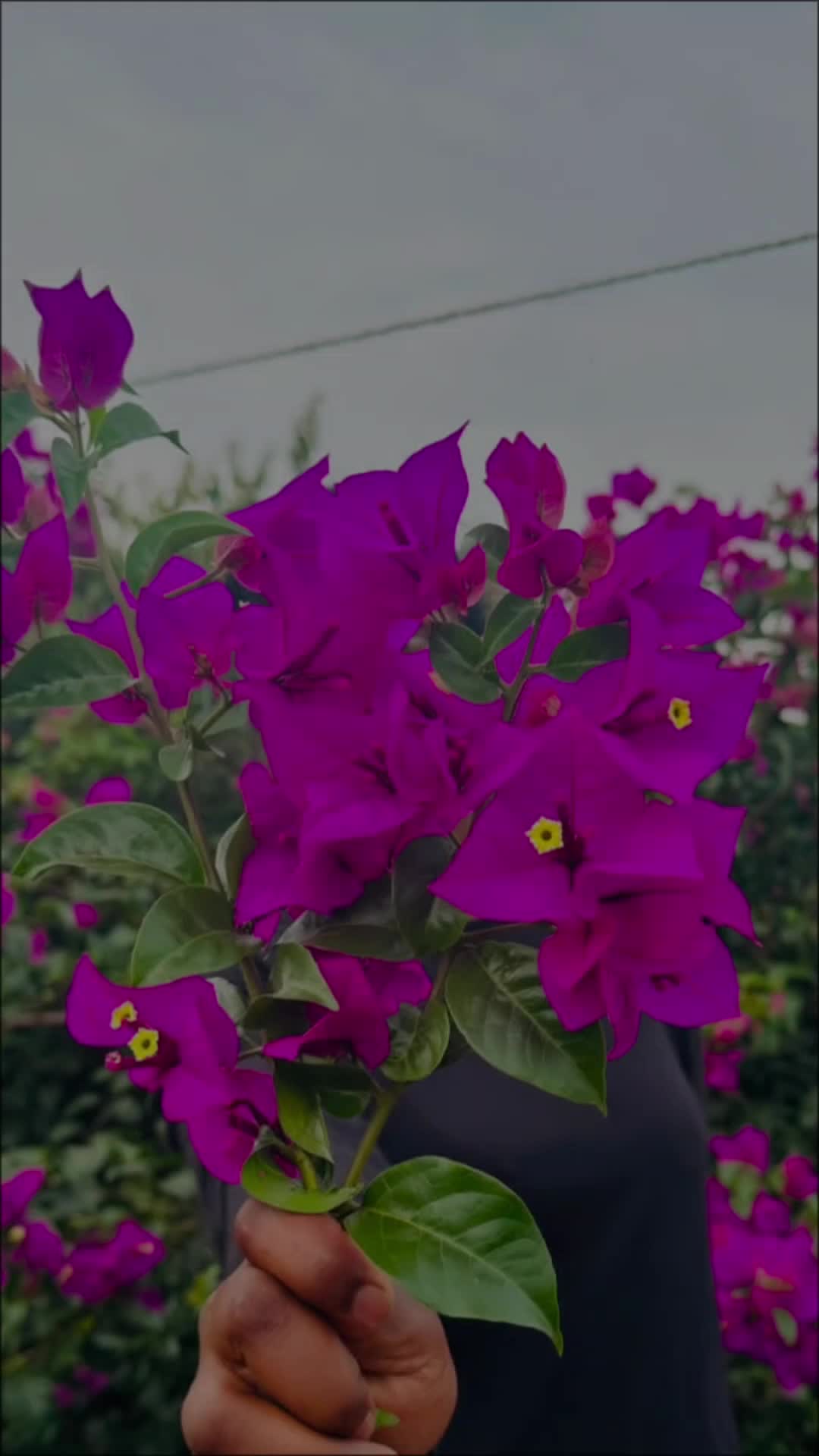 @ᥫ᭡፝֟፝֟•𝐈𝛕ᷟ𝚣ꙴ𓆩〭〬𝐉𝐀𝐓𝐇𝐔࿐