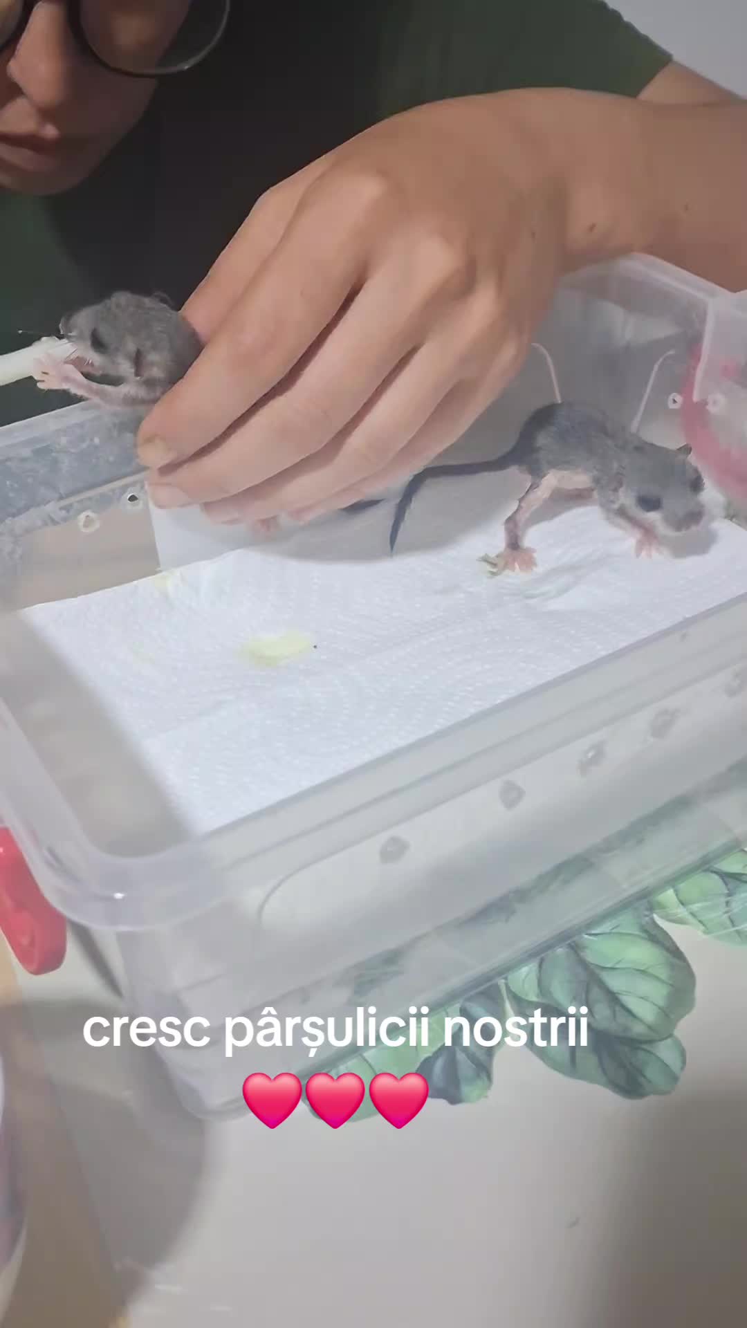 @giovannigiova