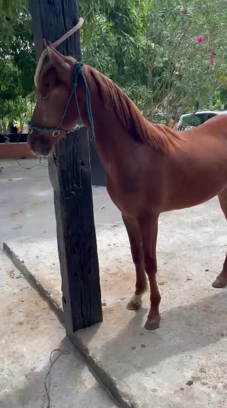 @caballero.R