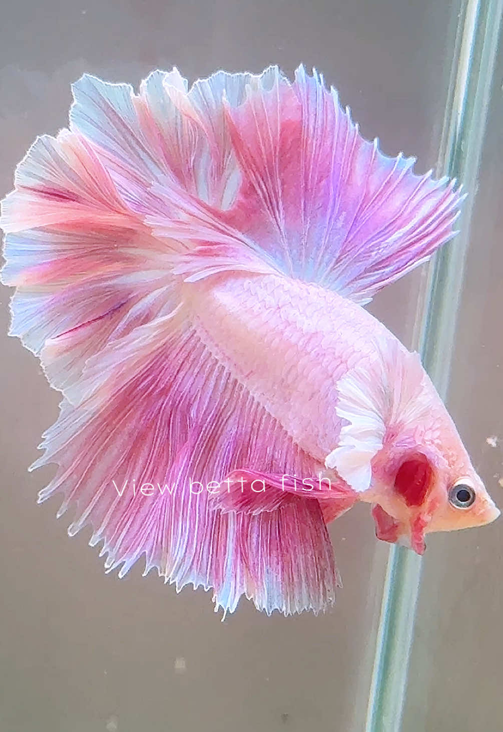 @วิวอยากเลี้ยงปลากัด🐠