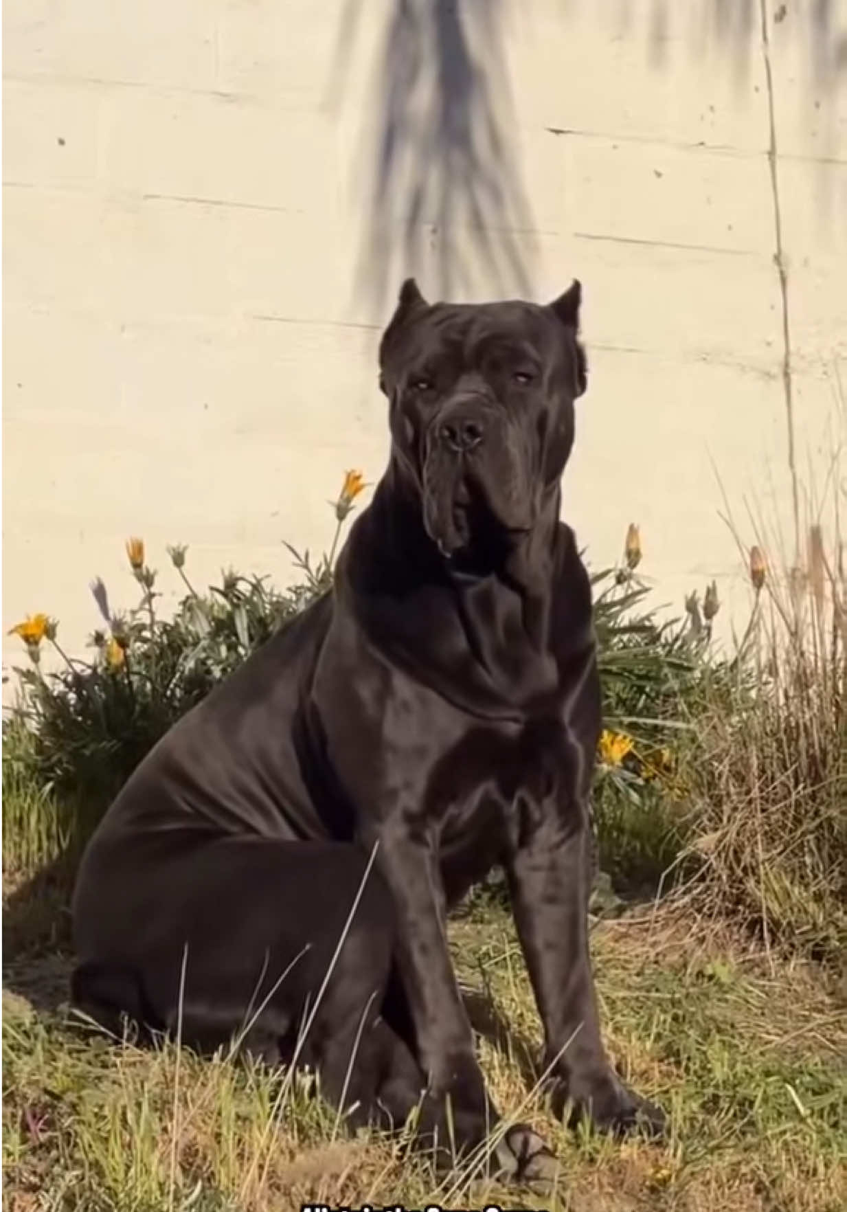 @Alistair the Cane Corso