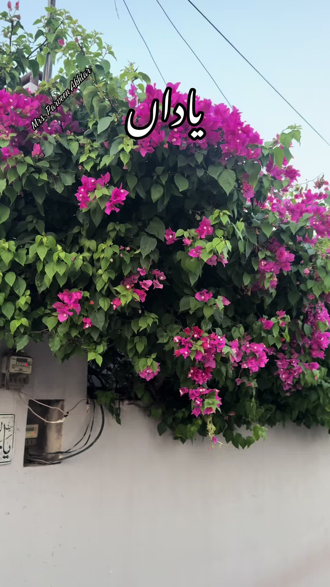 @Parveen Akhtar