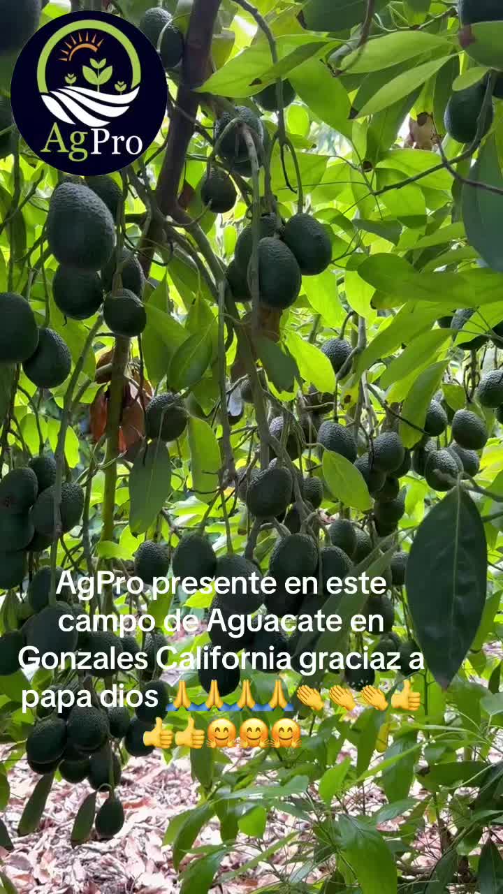 @Piedad Ayala