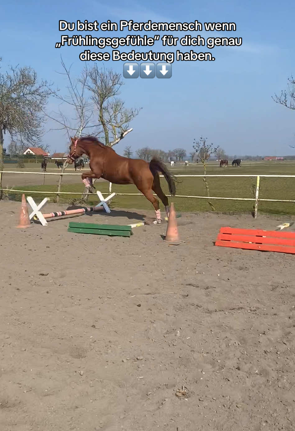 @show.jumper_speedy
