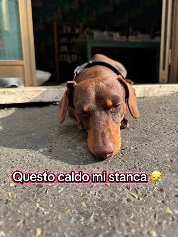 @🐾Mirtillo il bassotto🐾