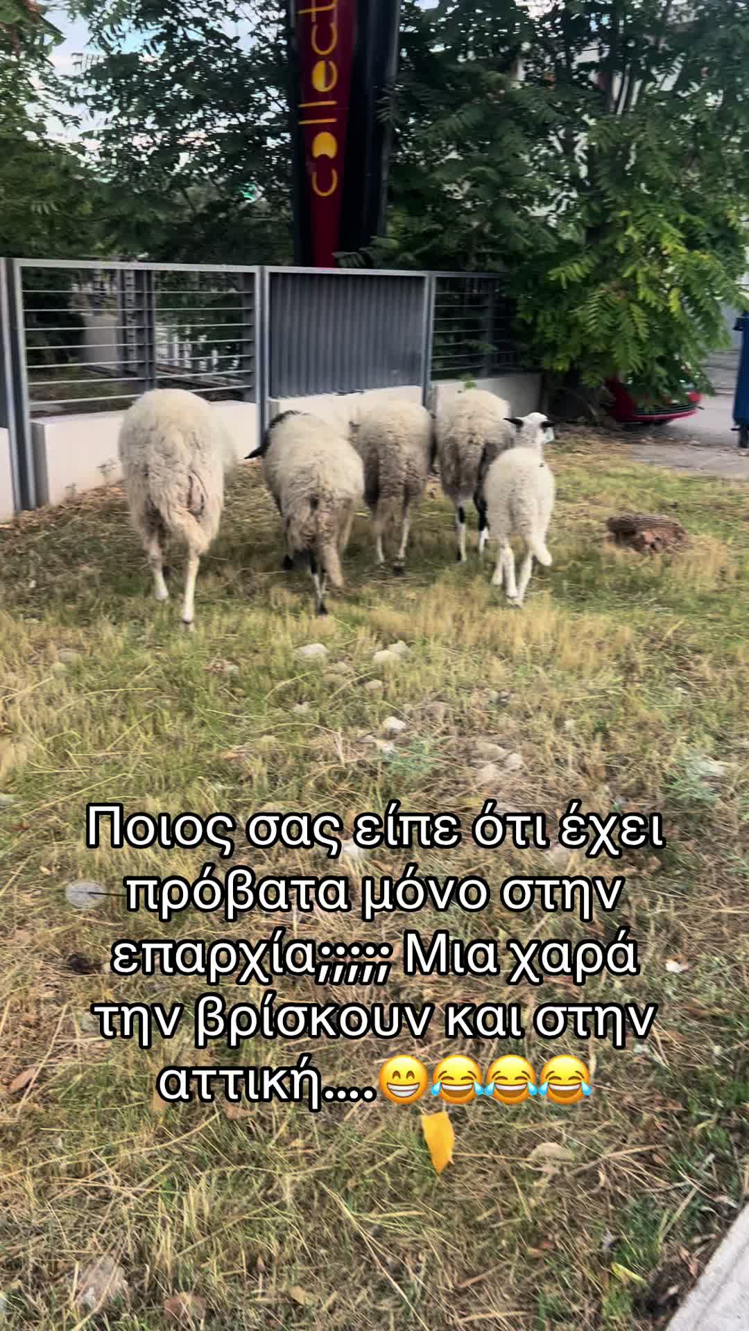 @Eleana_Siouti