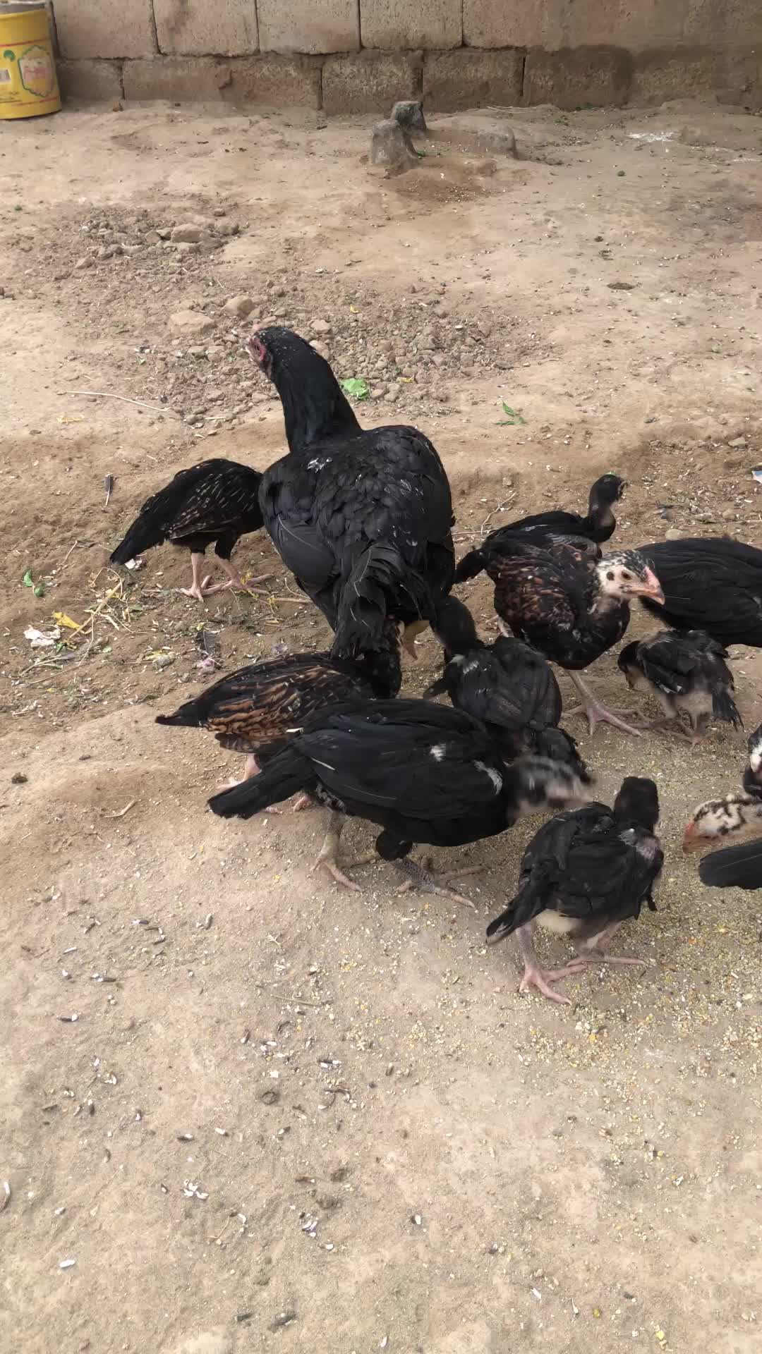 @Poultry Markaz