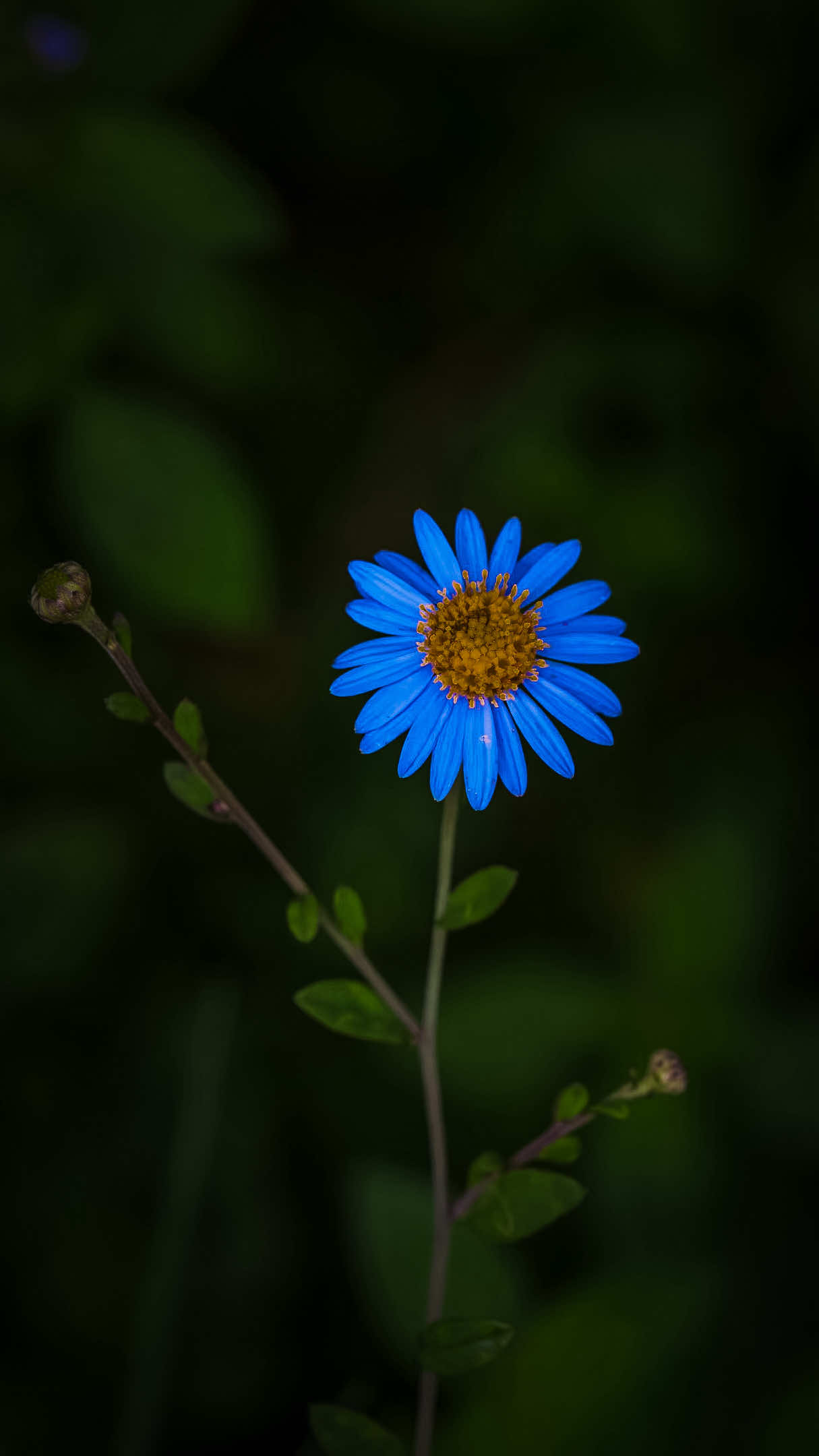 @𝑻𝒂̂𝒏 𝑻𝒉𝒊