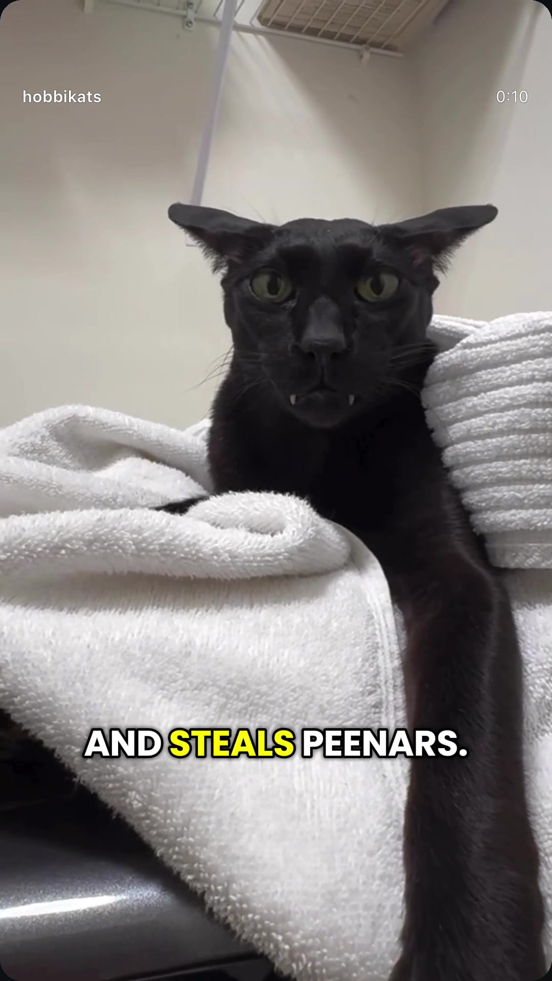 @hobbikats