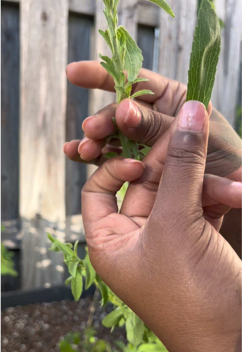 @Essencetheherbalist