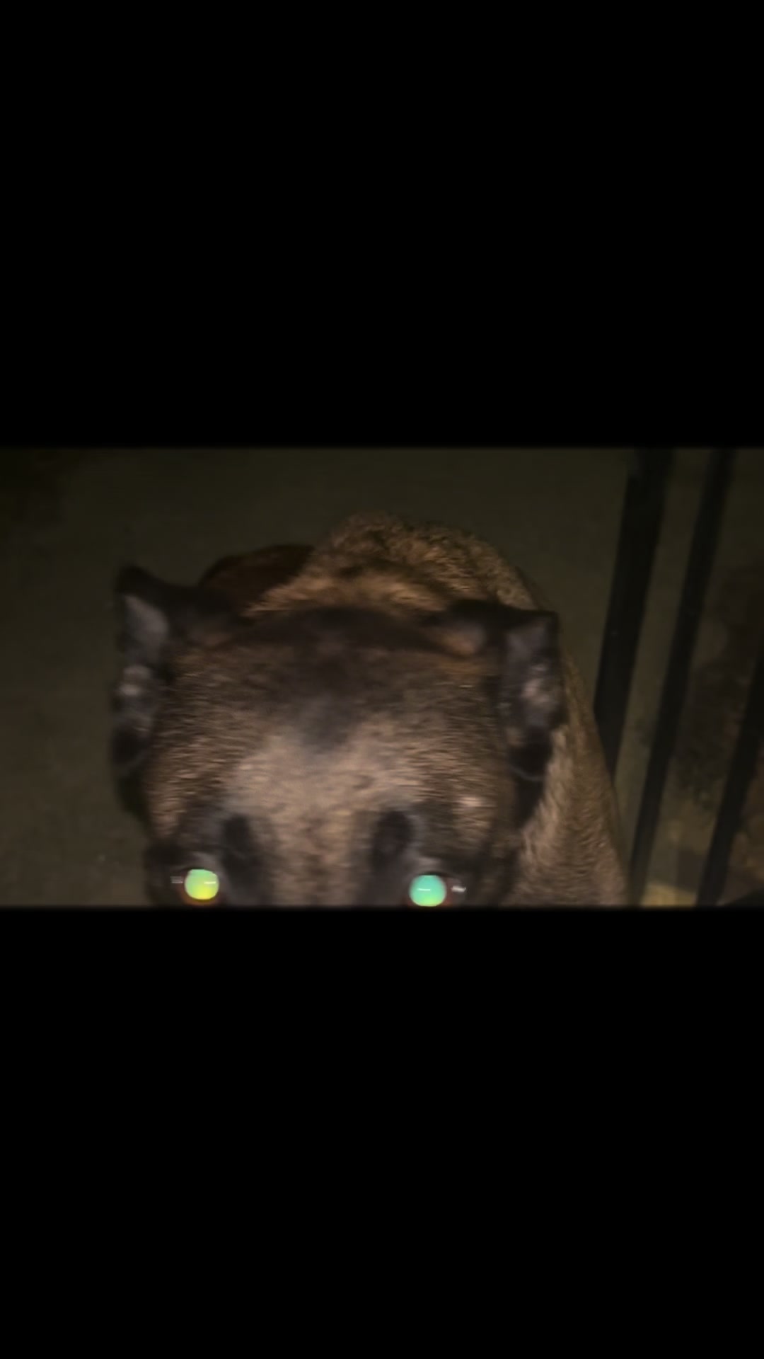 @Michigan_Malinois_1817