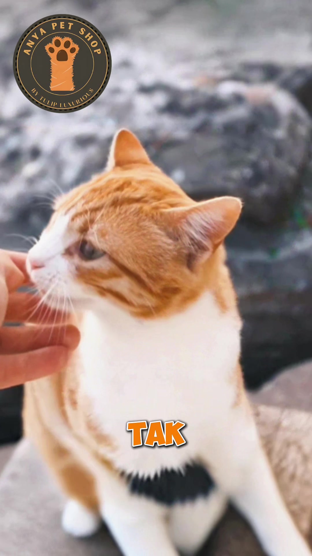 @Anya Pet Shop