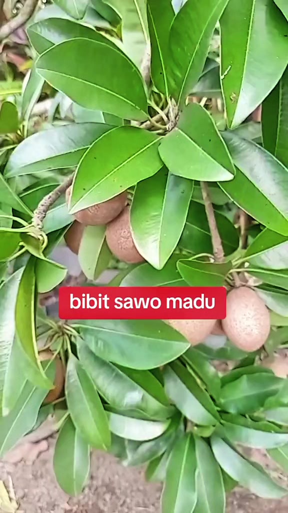 @Toko berkah jaya