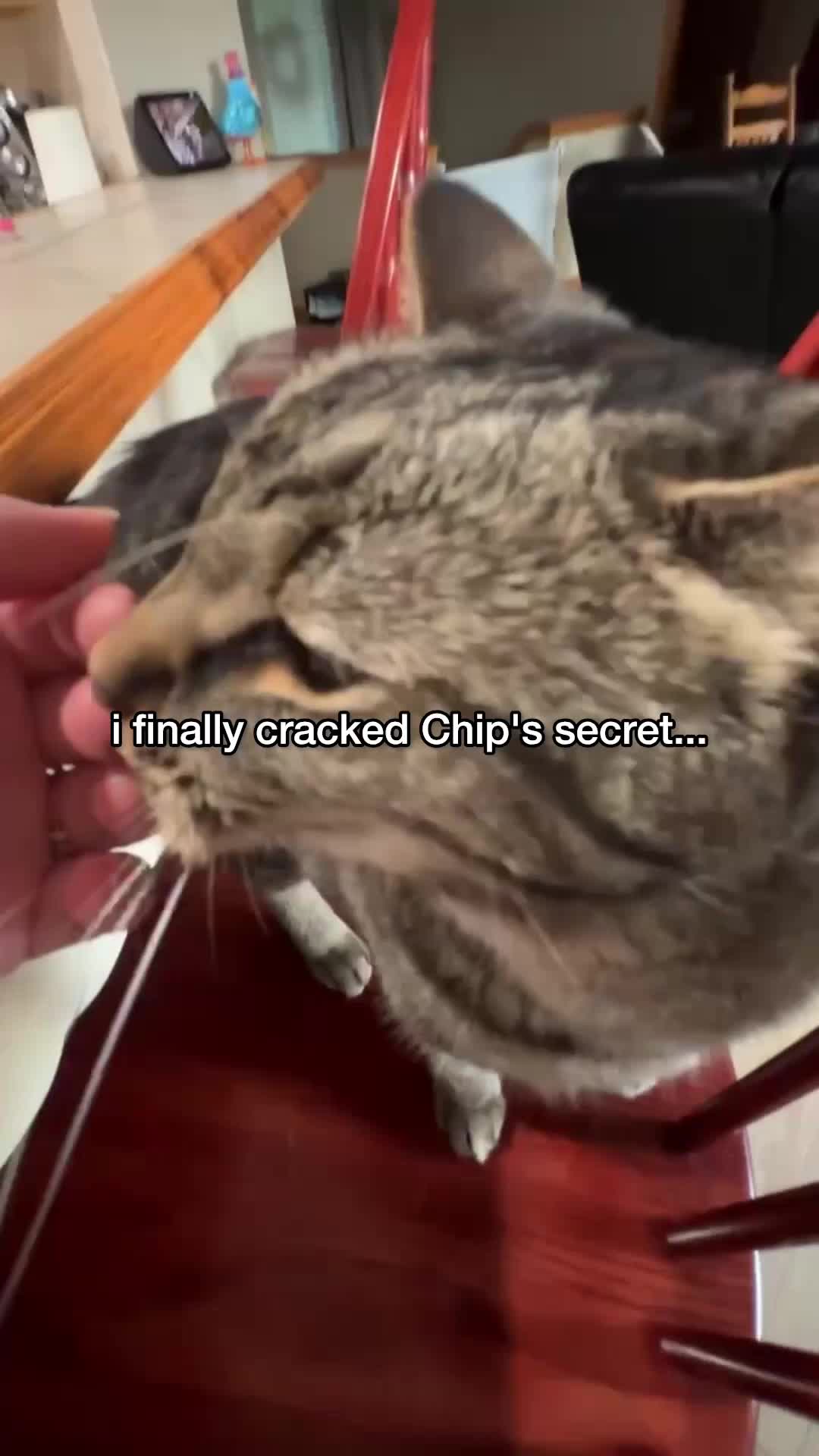 @Chip The Manx