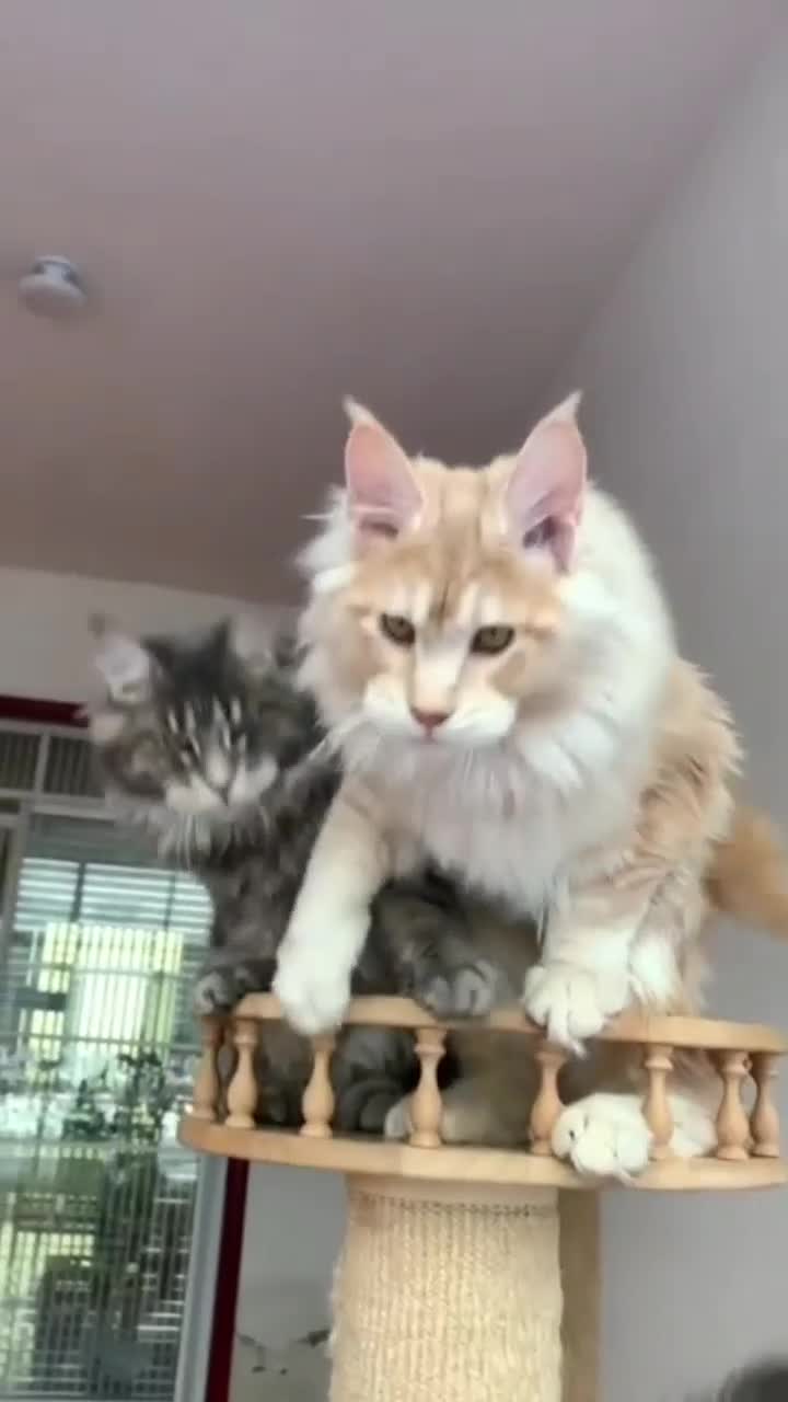 @Maine Coon Kittens