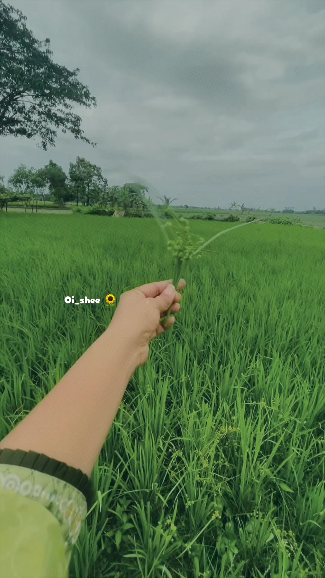 @Oishee 🤍🌼