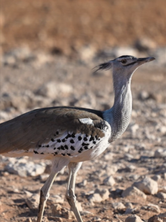 @Madbookings Travel Namibia