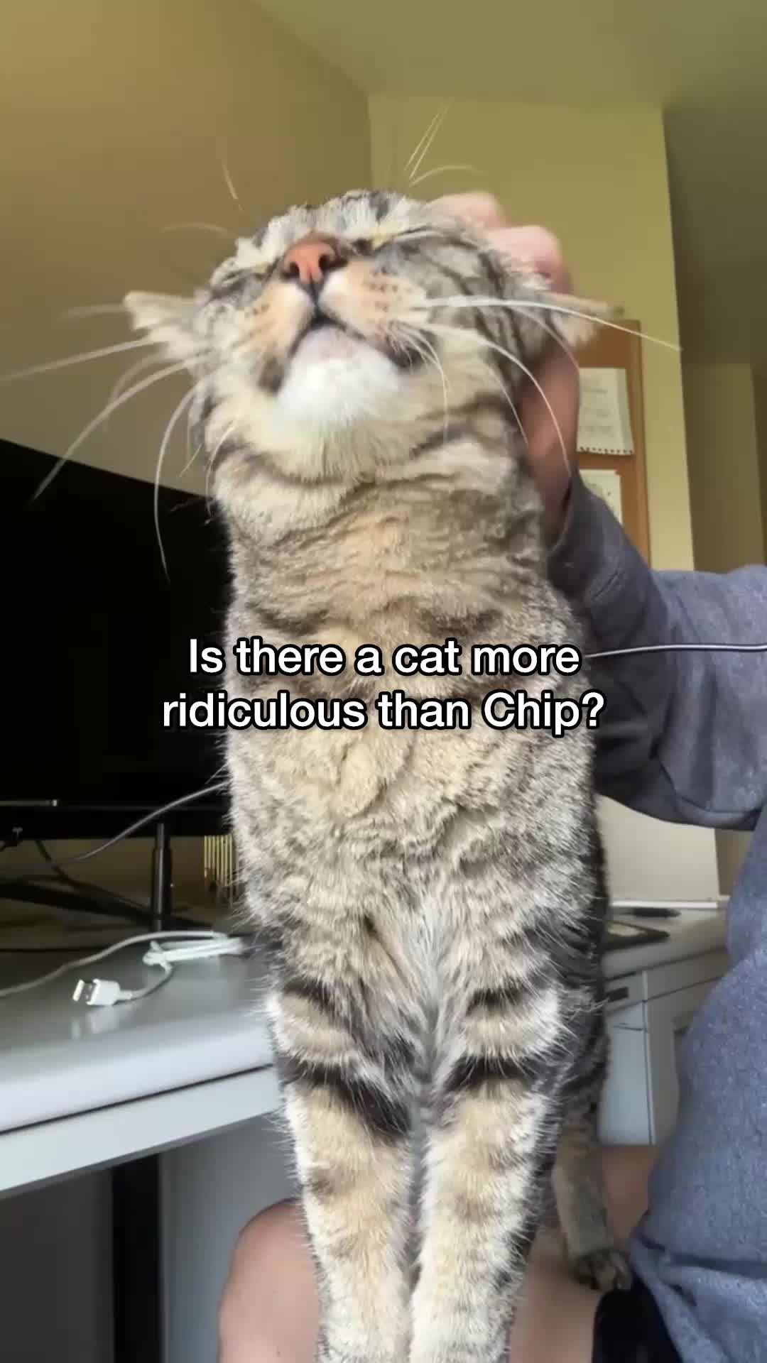 @Chip The Manx