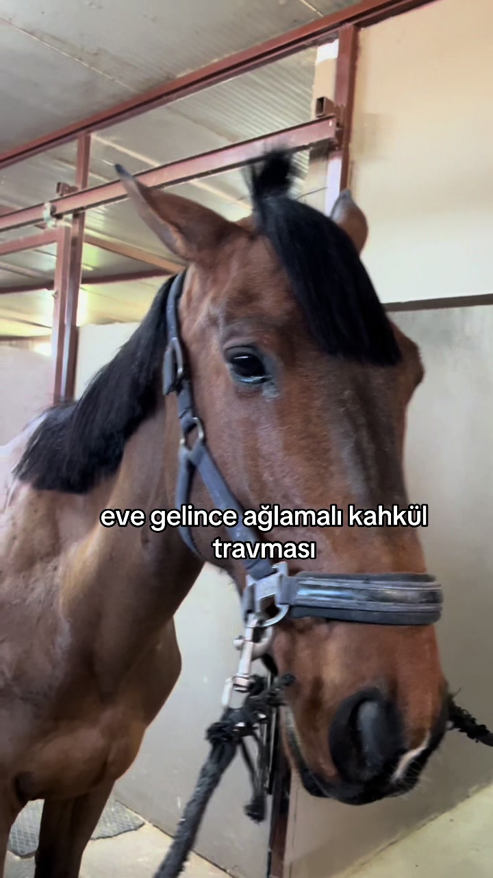 @Deniz Şen