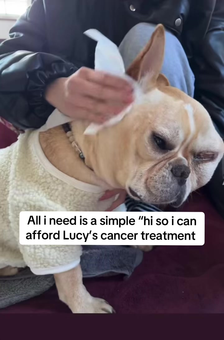 @Surgery for Lucy0