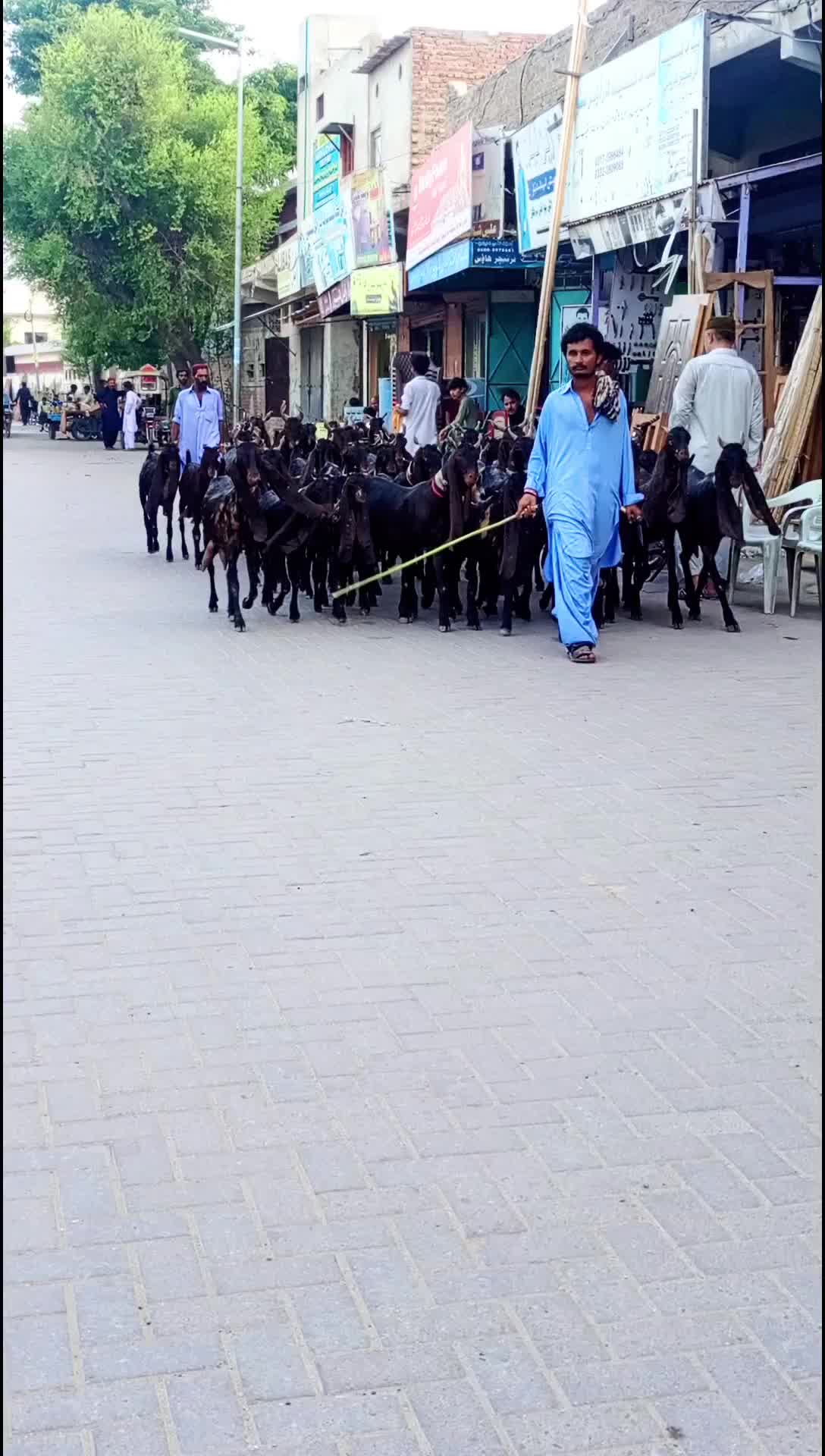 @✨.زاهد سولنگي واپاري. 🐐