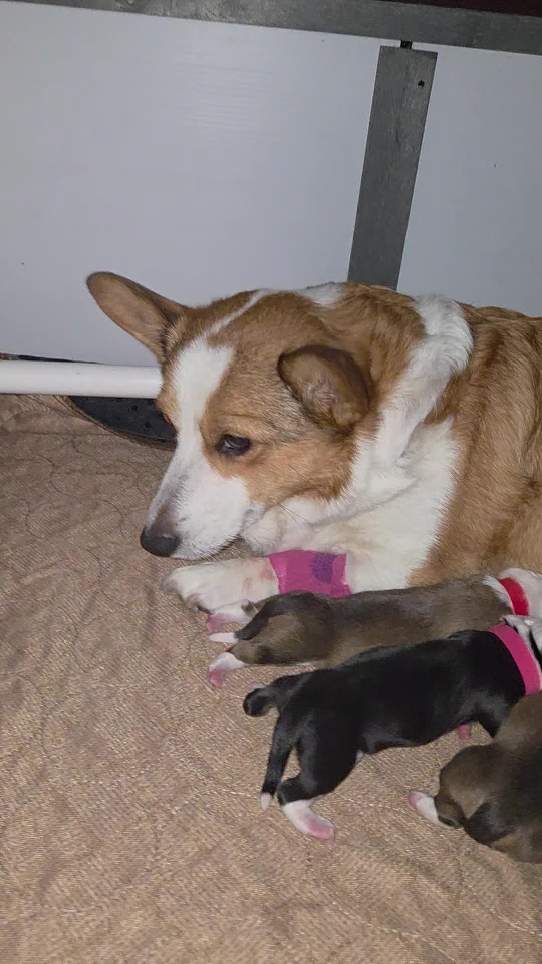 @PNW Pembroke Welsh Corgis