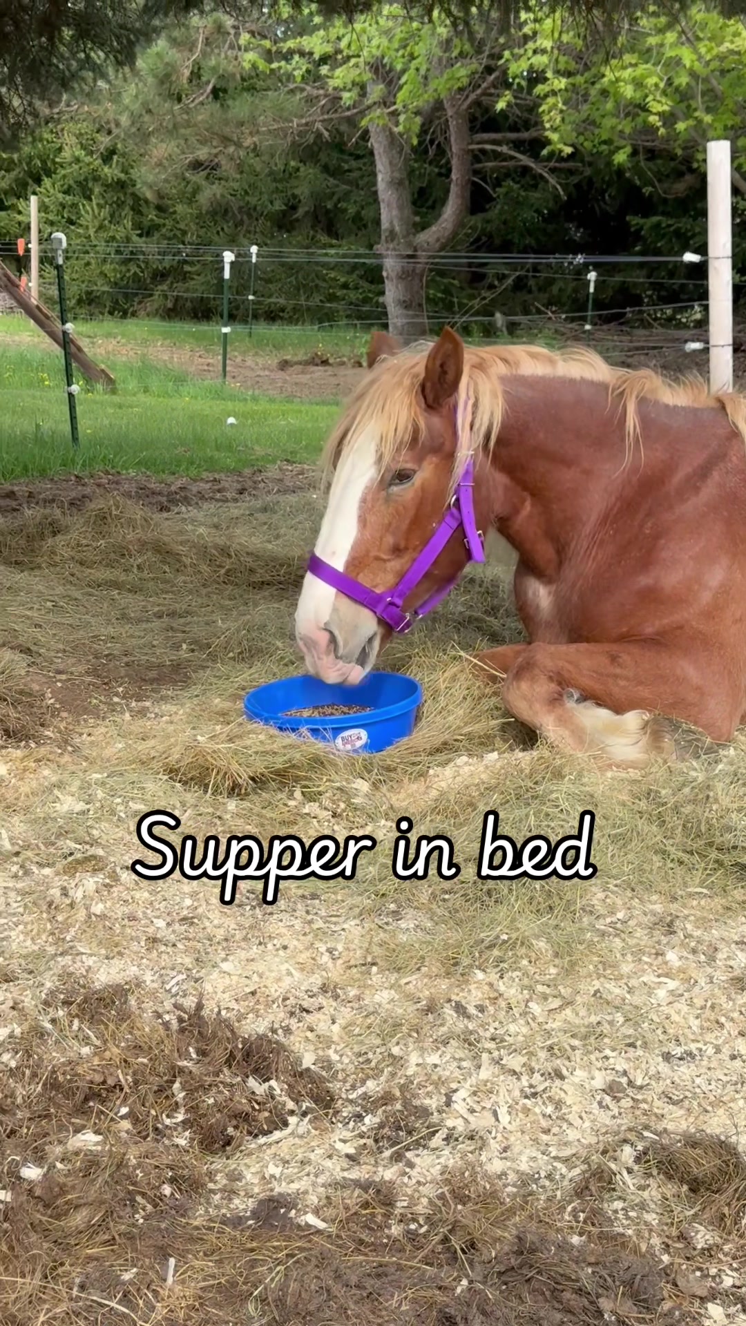 @Safe Place Pastures, Inc.