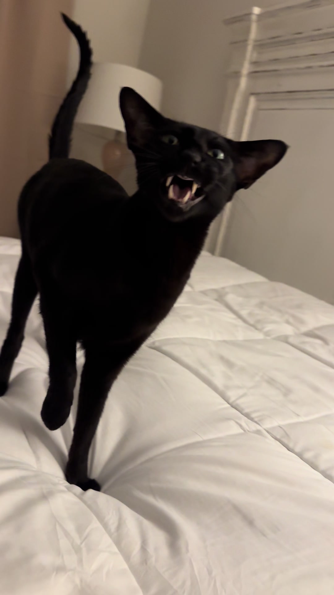 @hobbikats