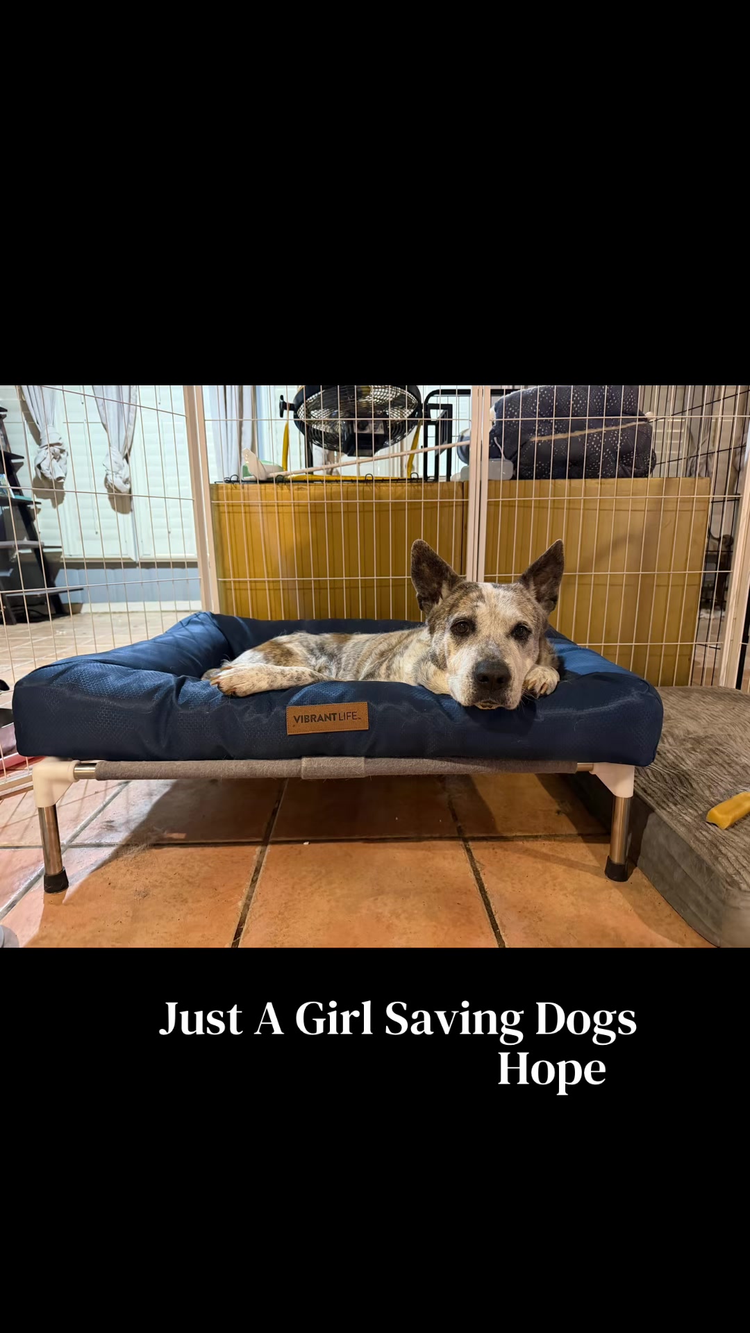@Just A Girl Saving Dogs