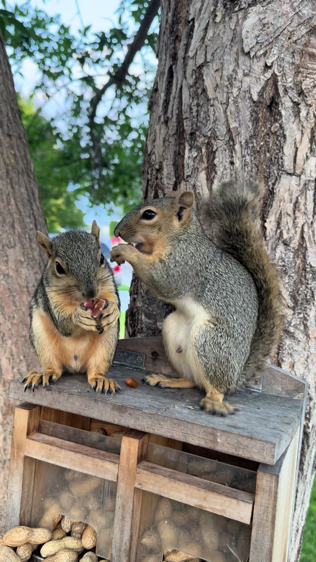 @Squirrel Guy