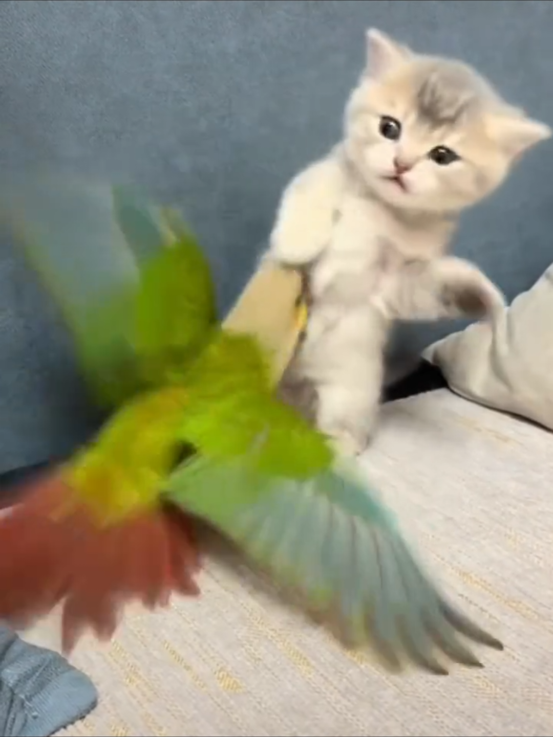 @Chonky World Of Cats