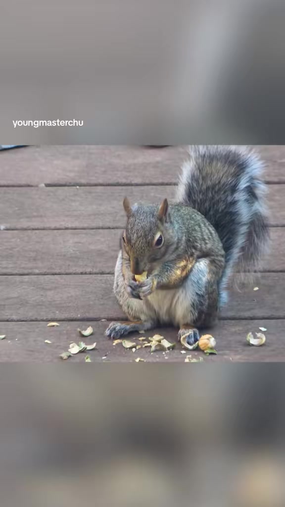 @youngmasterchu squirrel