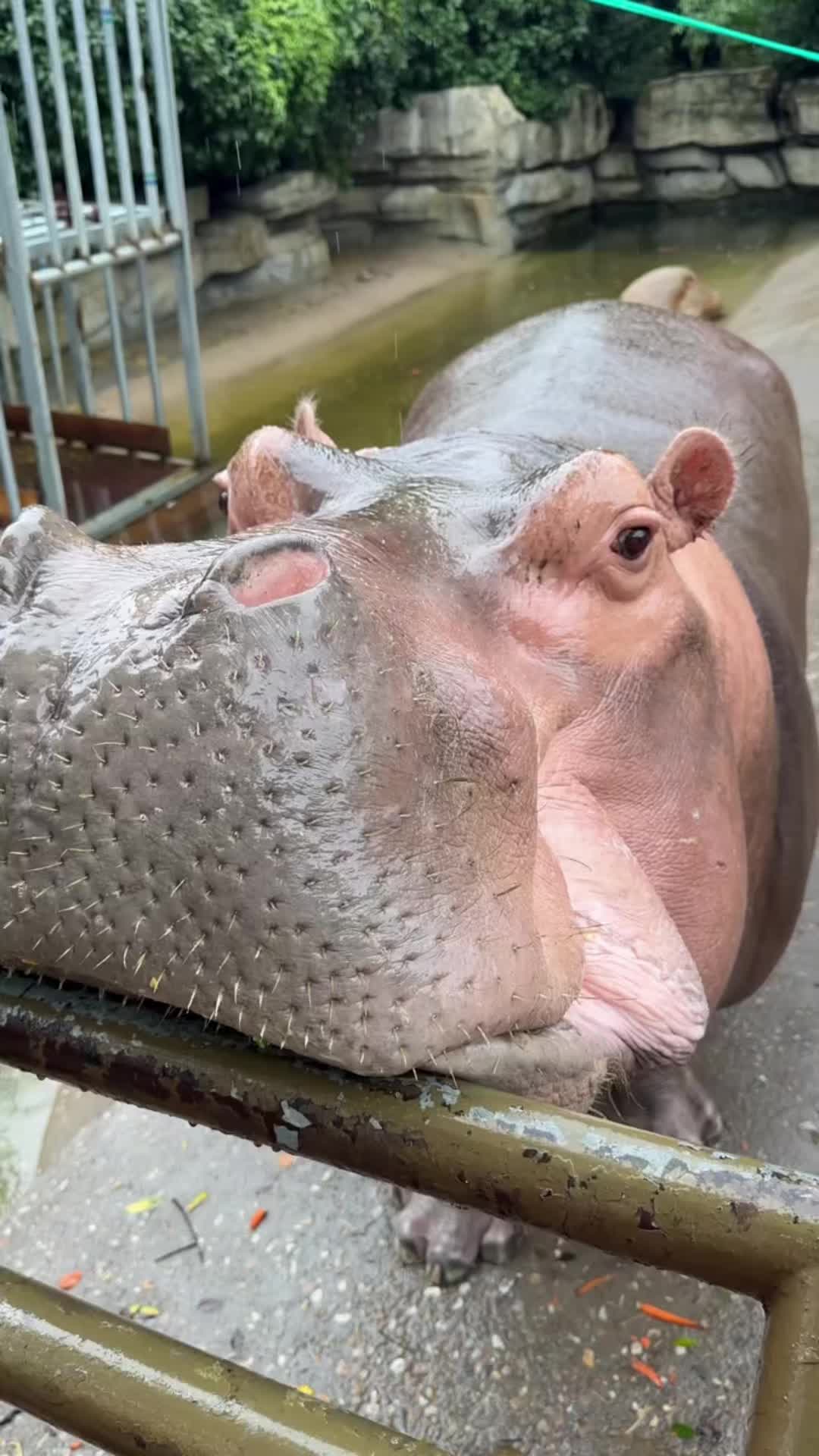 @Hippo