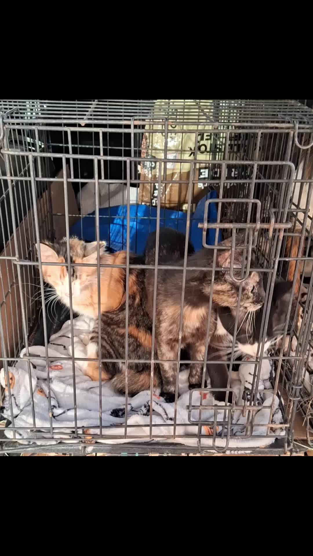 @TinyHoovesRescueAndPettingZoo
