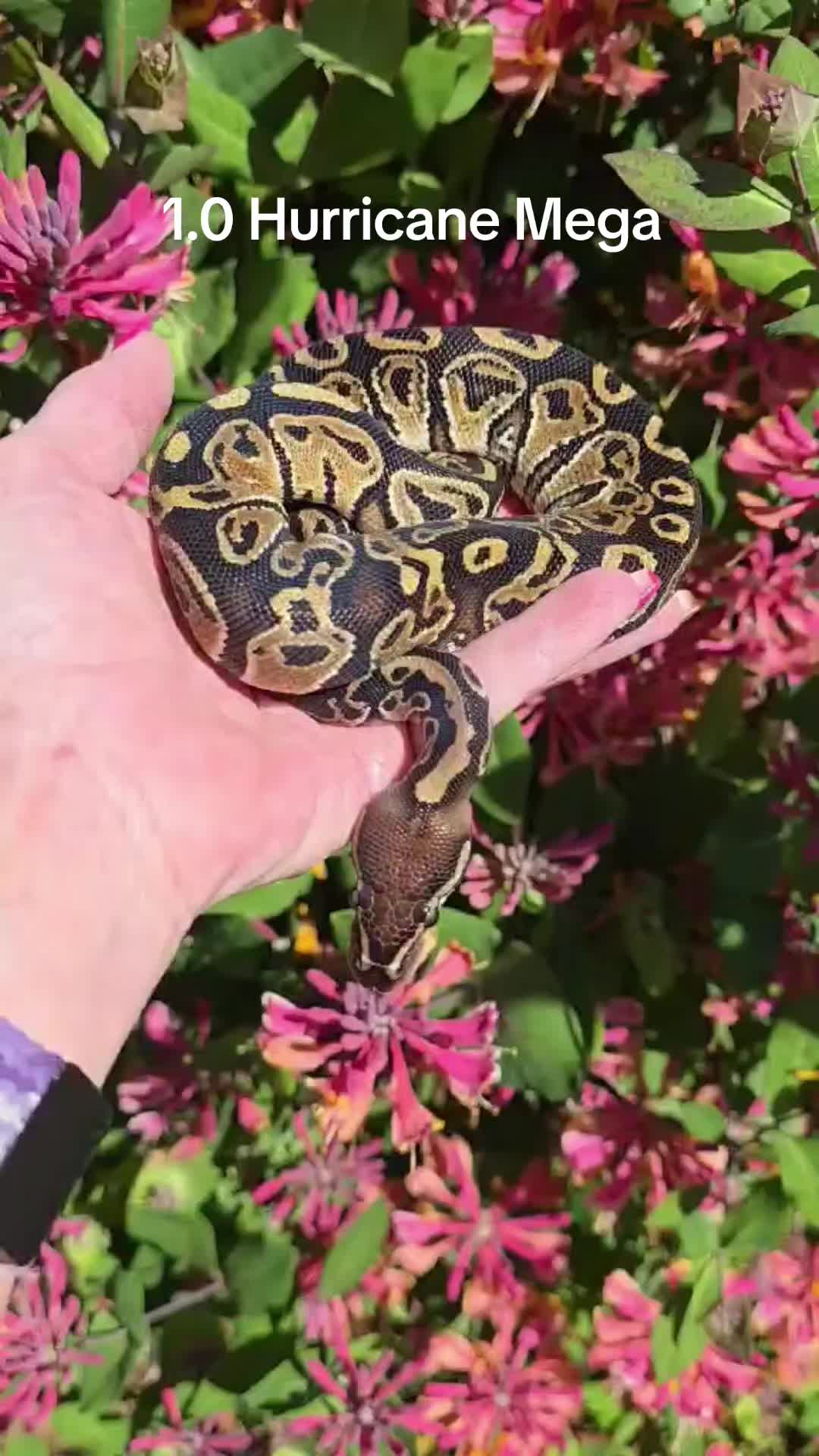 @Proxima Reptilis