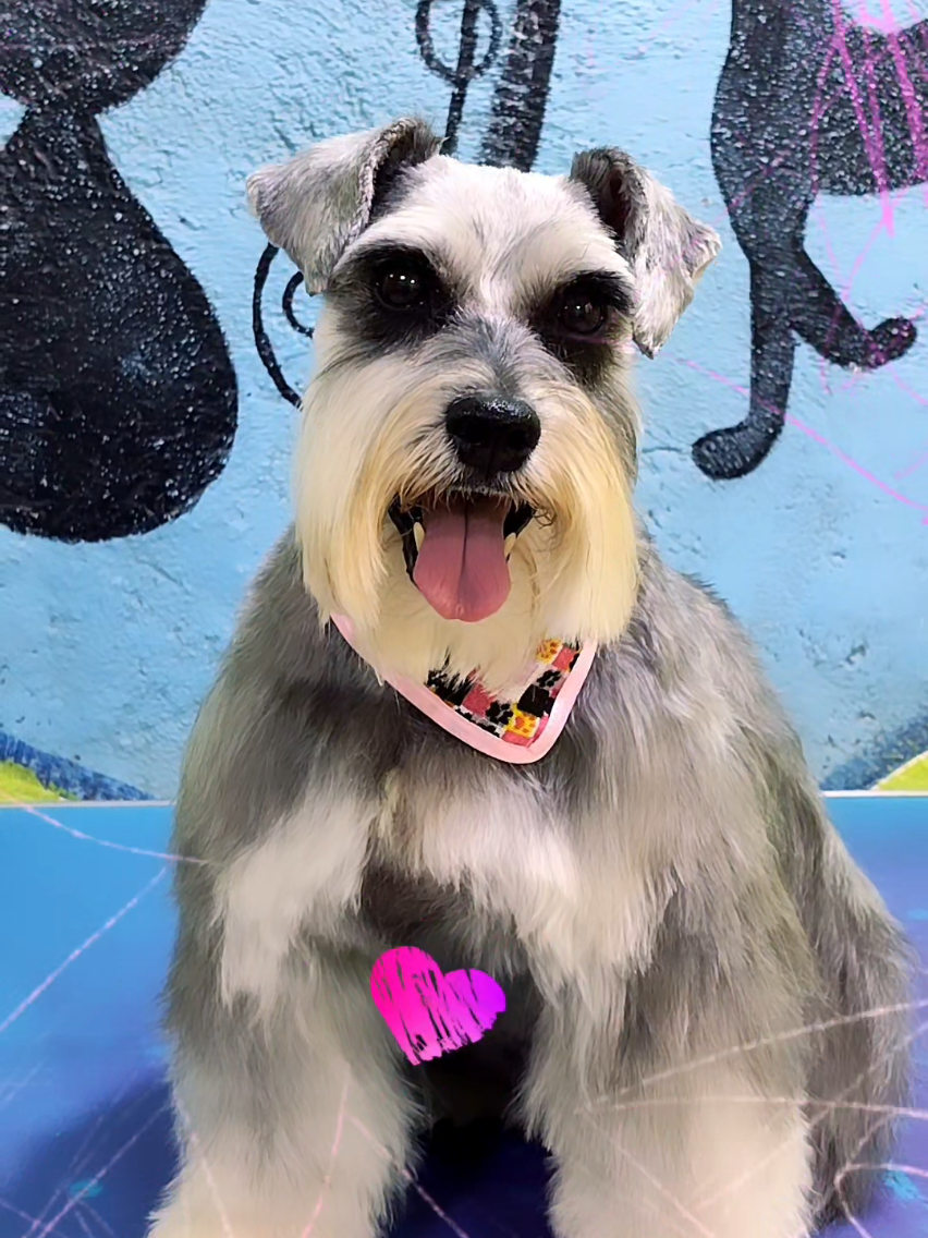 @💈🐾DOG GROOMER🐾💈