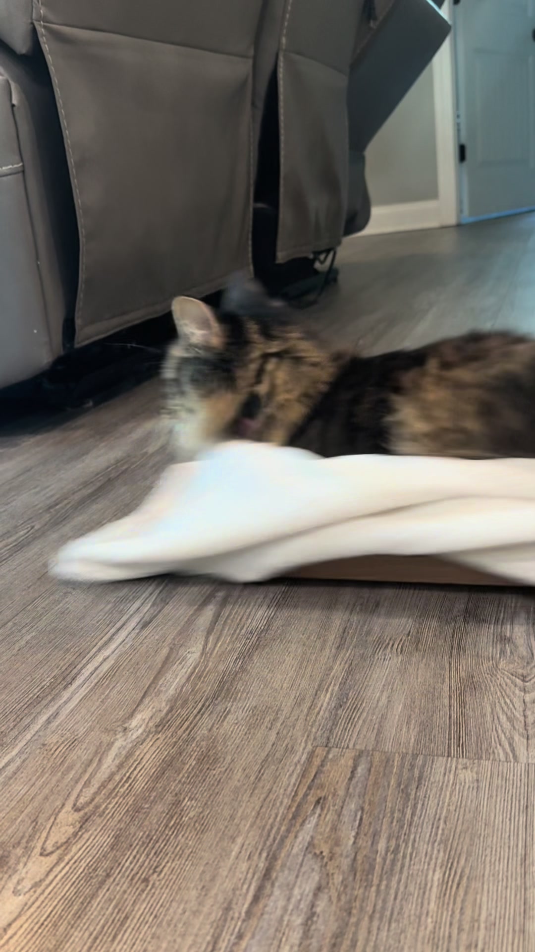 @RoxySnowballCatDrama