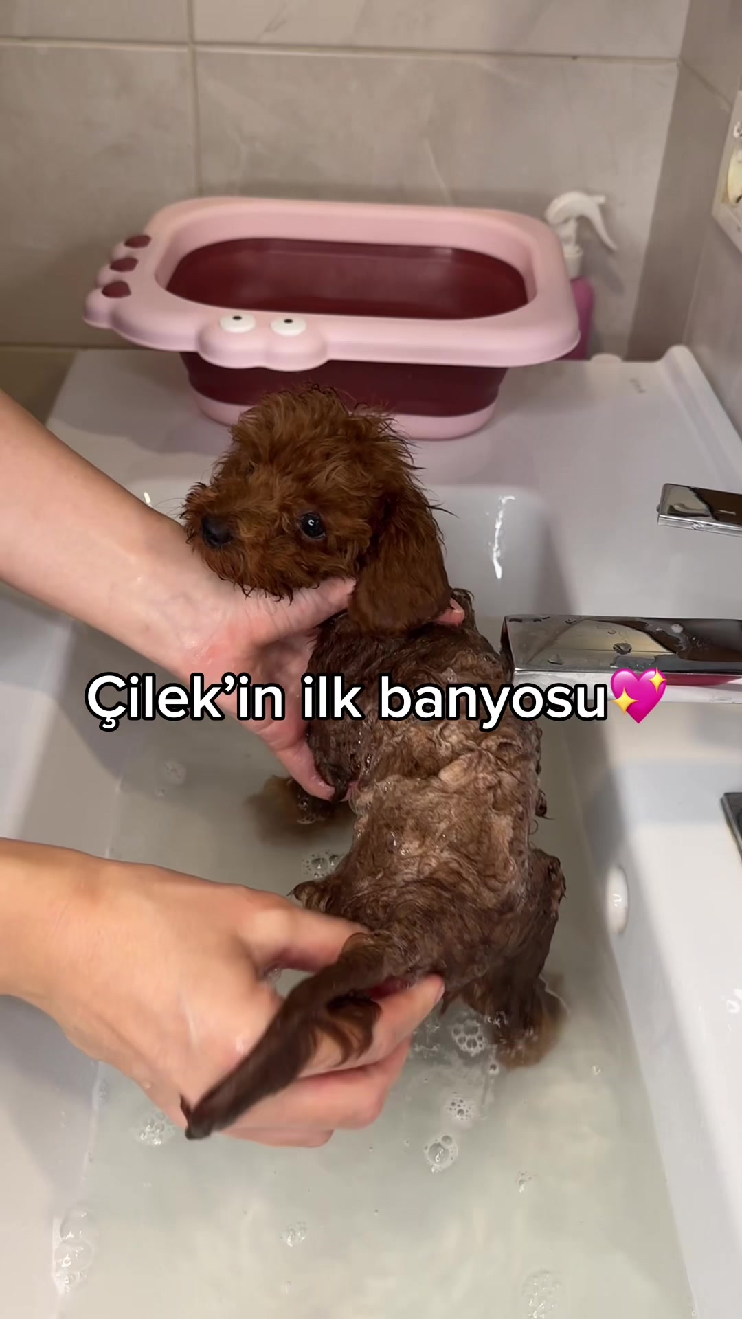 @nilüfer kardelen
