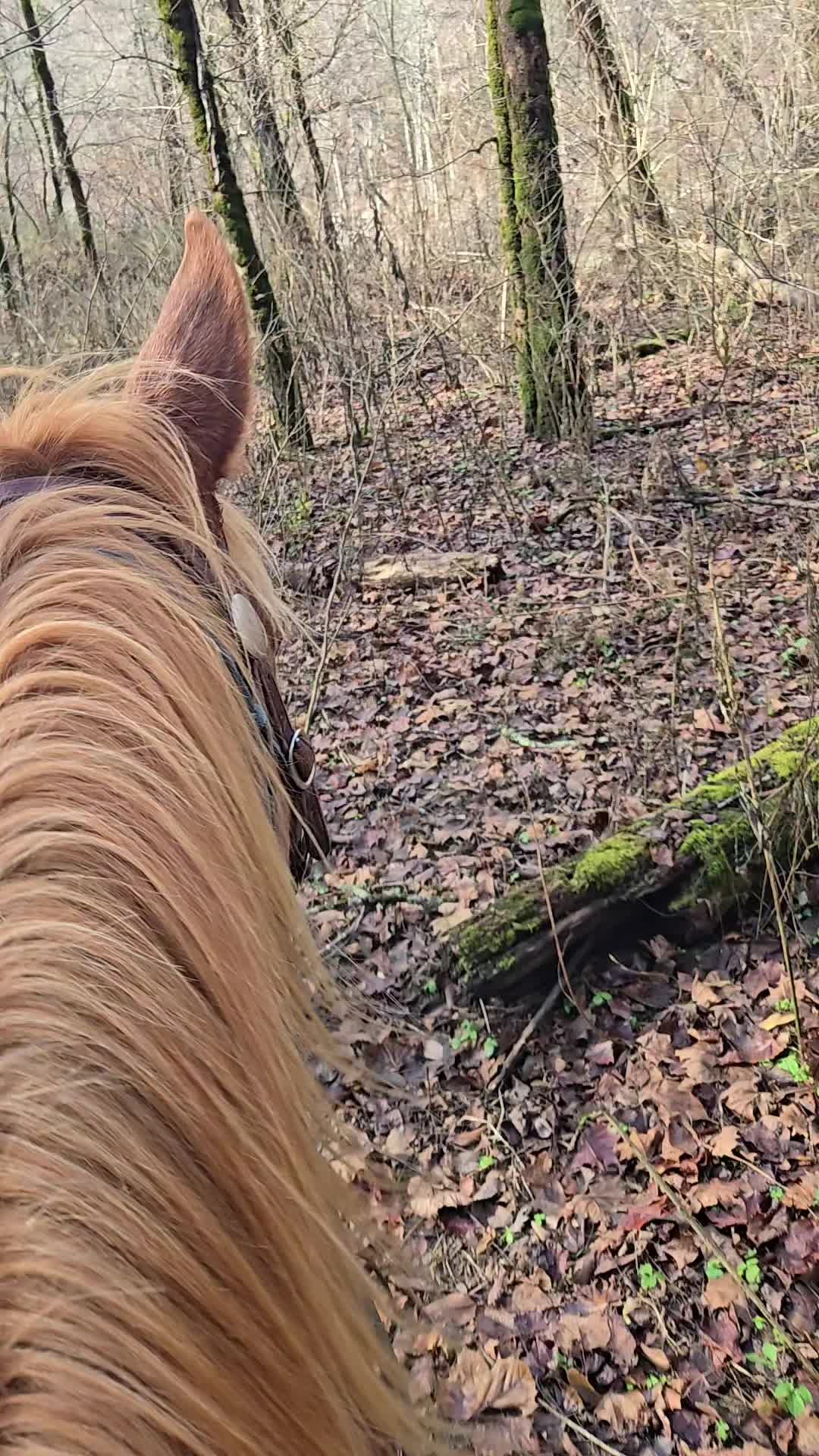 @crosseyedcattle