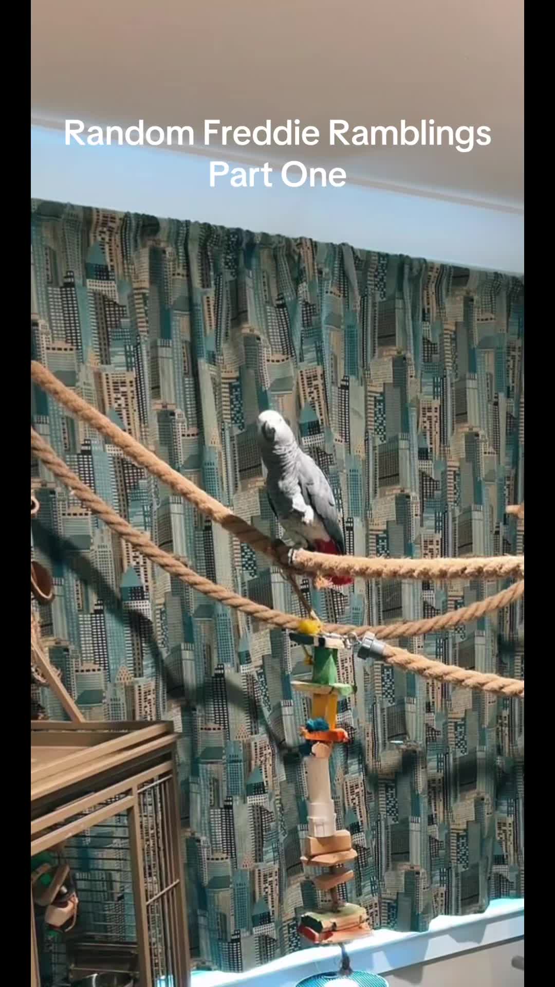 @thehinzoo
