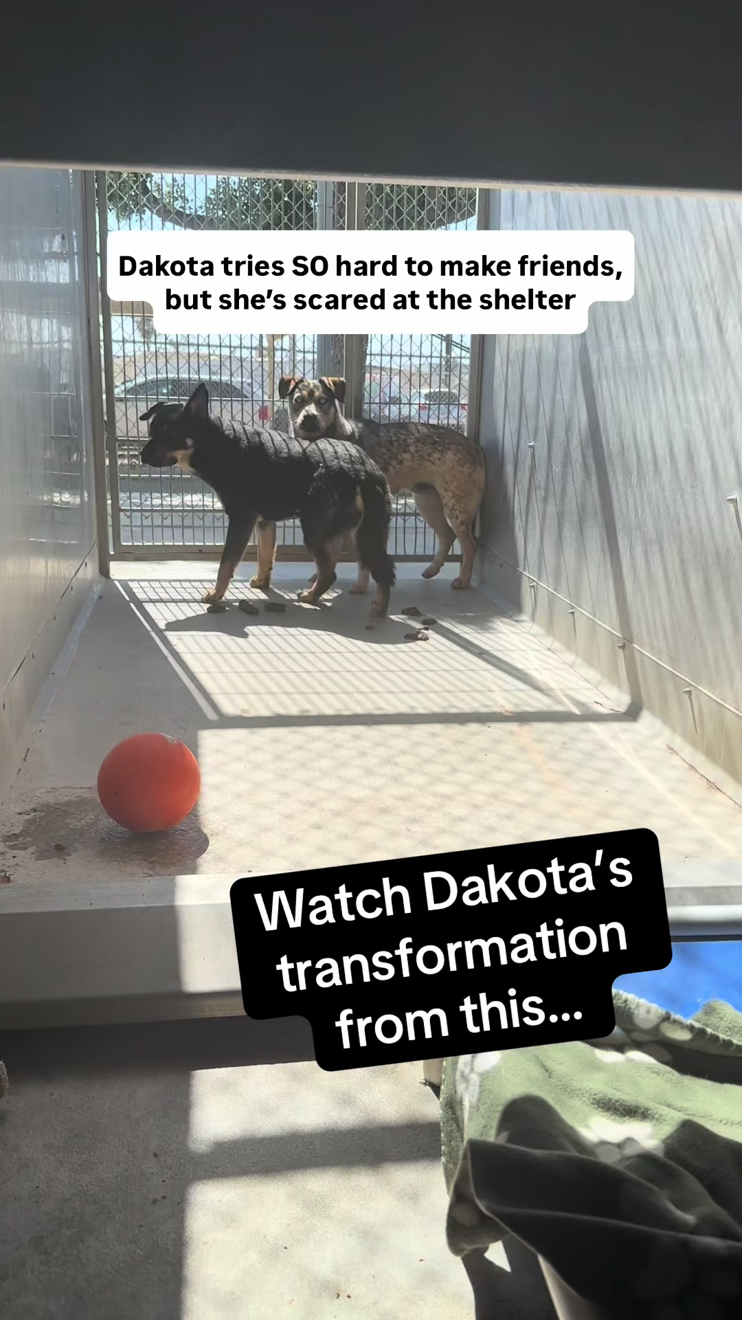 @Ventura County Animal Services