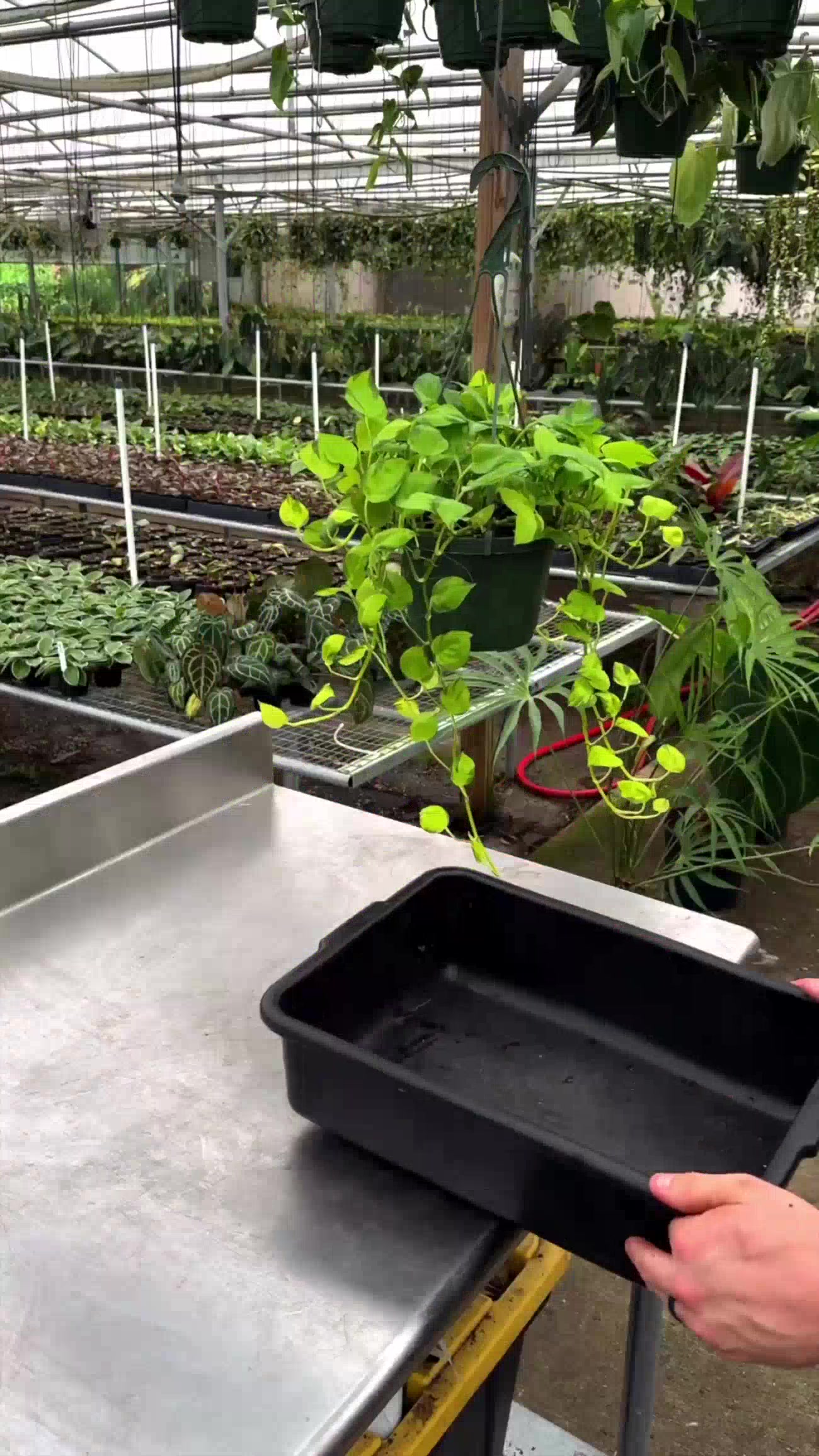 @BWH Plant Co