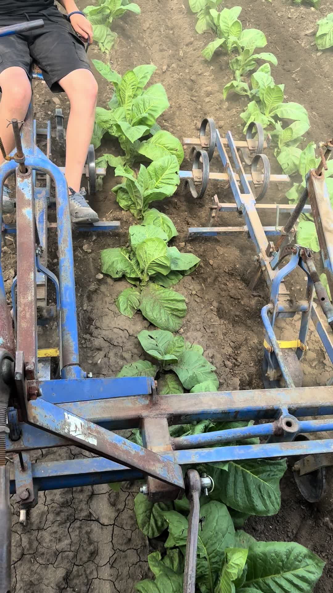 @Agriculture_vojvodina